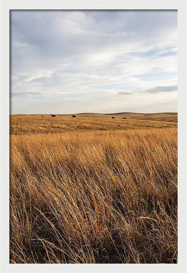 Echoes Of The Prairie Breeze