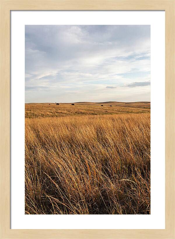 Echoes Of The Prairie Breeze