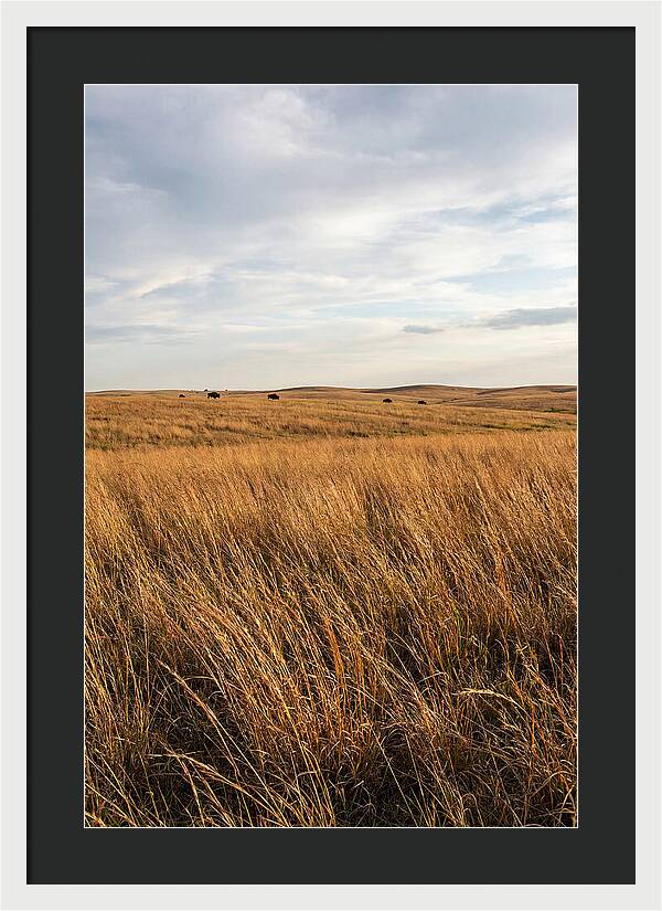 Echoes Of The Prairie Breeze