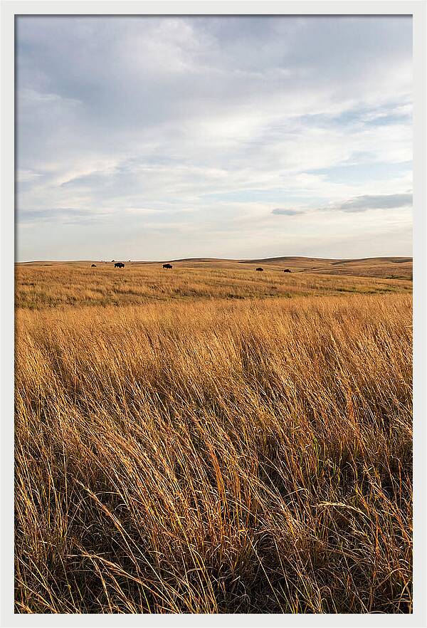 Echoes Of The Prairie Breeze