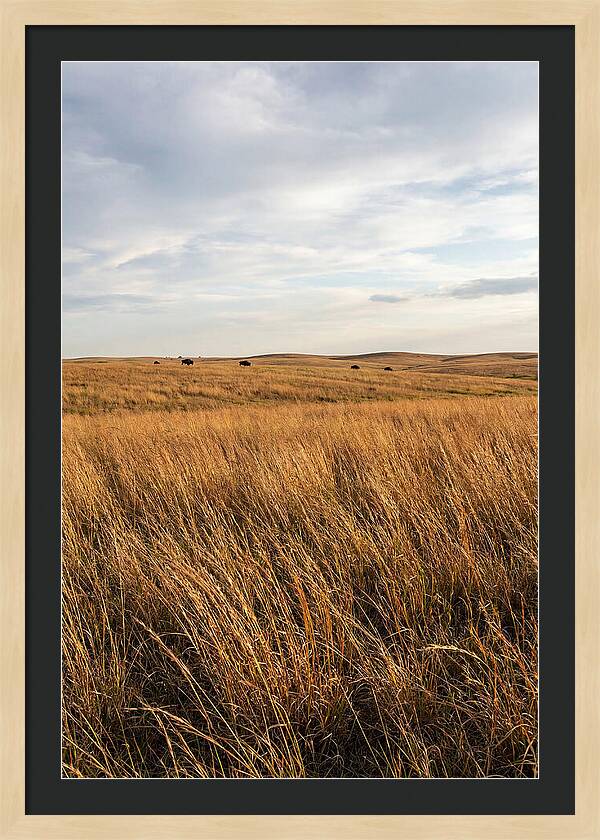 Echoes Of The Prairie Breeze