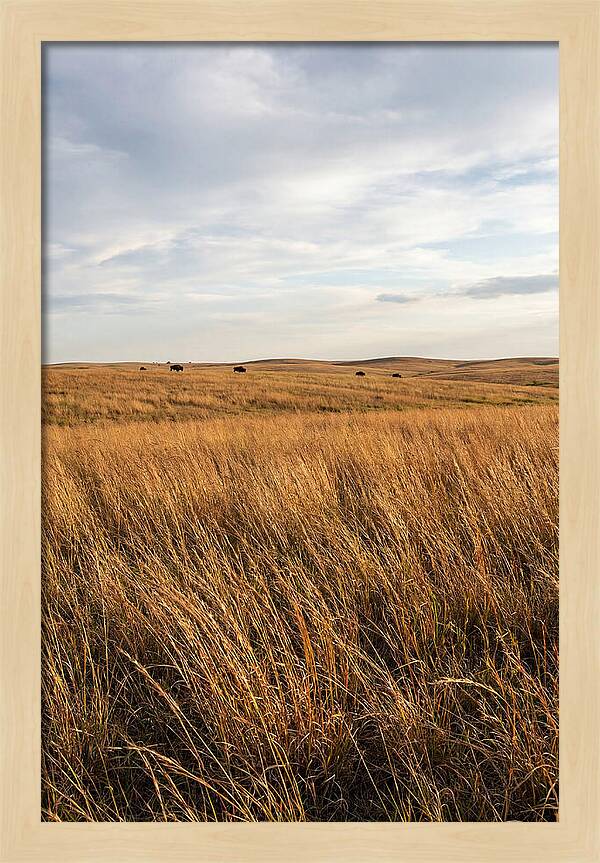 Echoes Of The Prairie Breeze