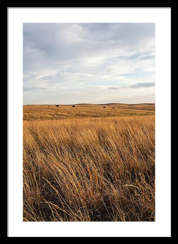 Echoes Of The Prairie Breeze