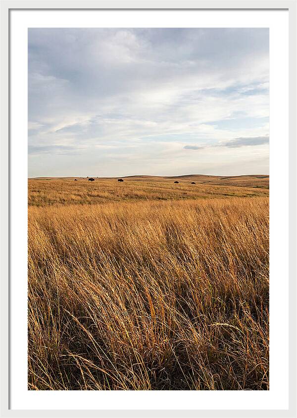 Echoes Of The Prairie Breeze