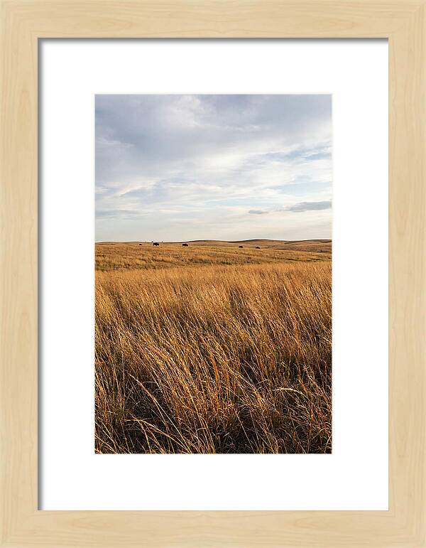 Echoes Of The Prairie Breeze