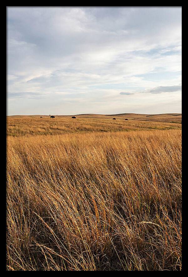 Echoes Of The Prairie Breeze