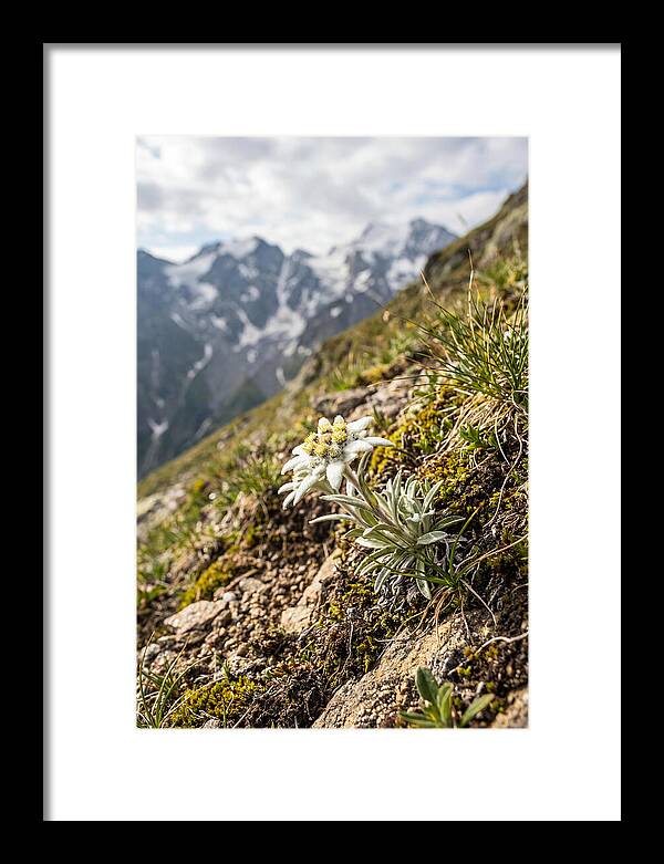 Edelweiss Blooming In The Alps