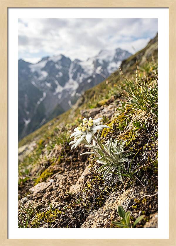 Edelweiss Blooming In The Alps