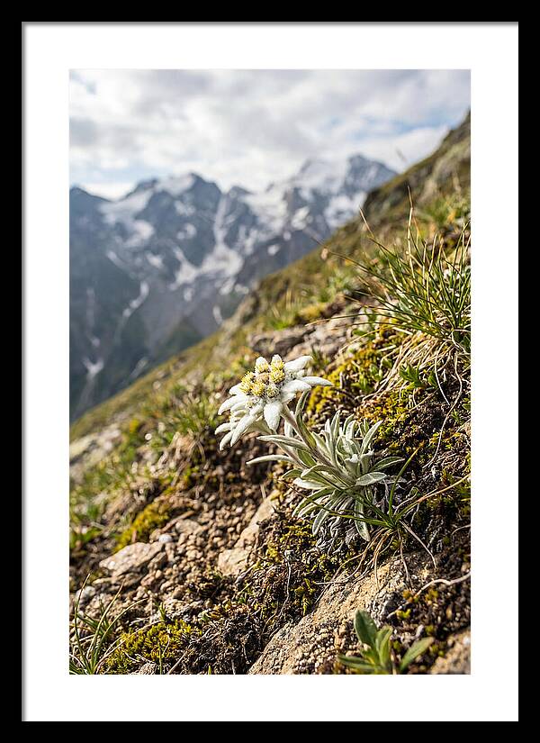 Edelweiss Blooming In The Alps