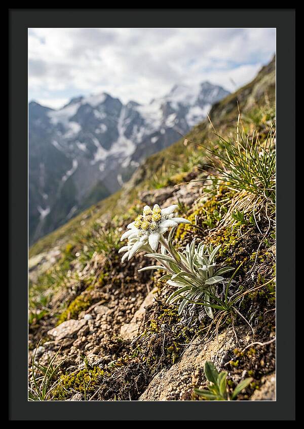 Edelweiss Blooming In The Alps