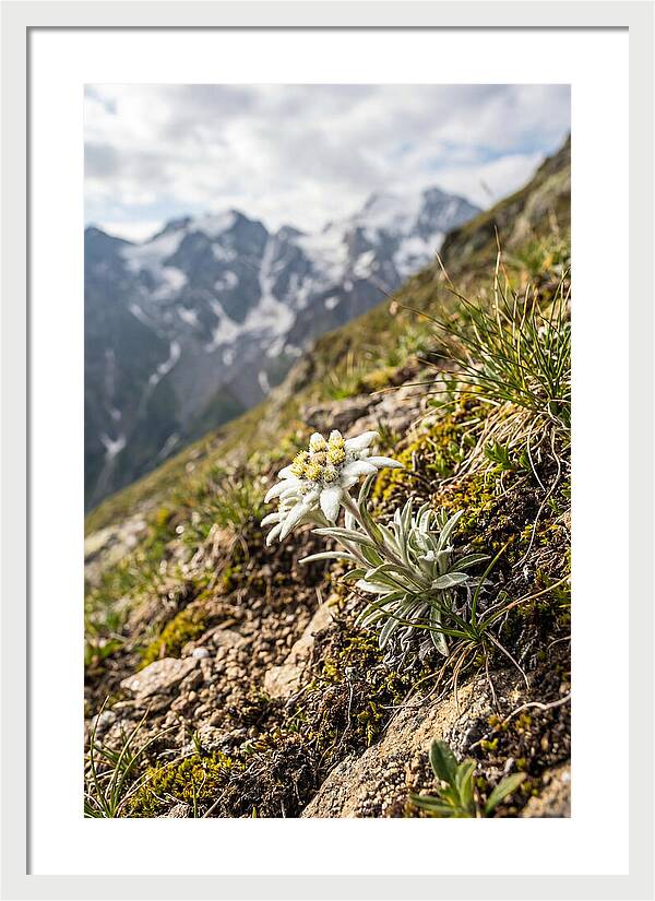 Edelweiss Blooming In The Alps