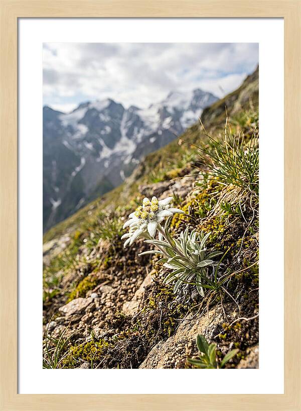 Edelweiss Blooming In The Alps