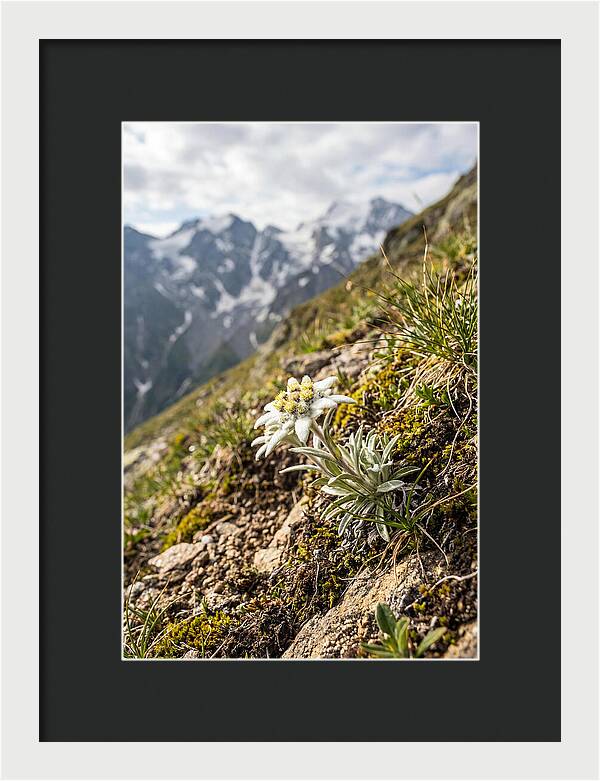Edelweiss Blooming In The Alps