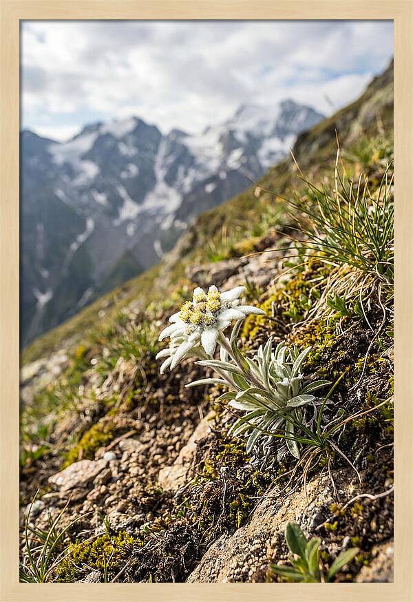 Edelweiss Blooming In The Alps