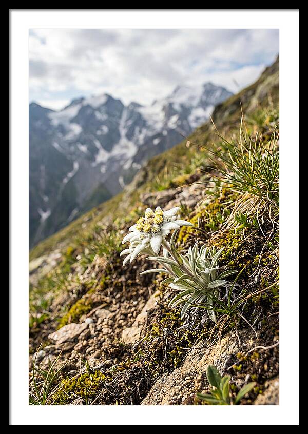 Edelweiss Blooming In The Alps