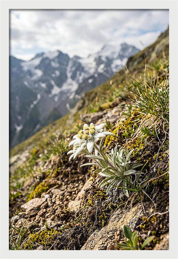 Edelweiss Blooming In The Alps