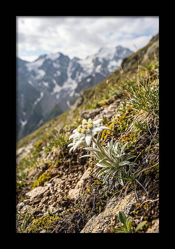 Edelweiss Blooming In The Alps