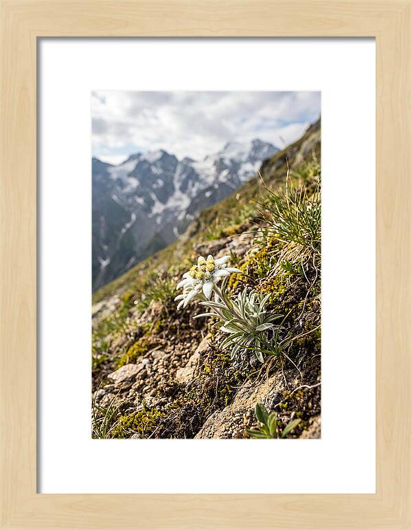 Edelweiss Blooming In The Alps