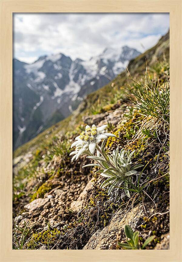 Edelweiss Blooming In The Alps