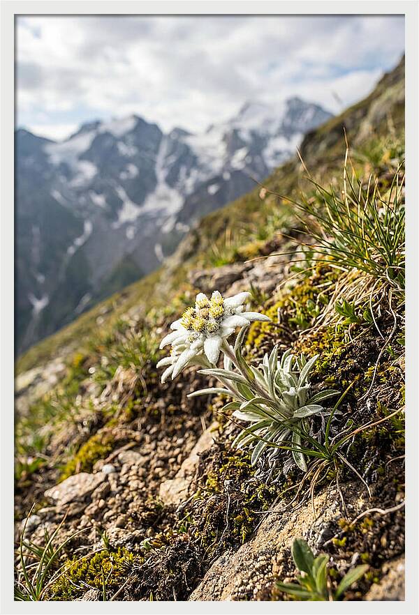 Edelweiss Blooming In The Alps