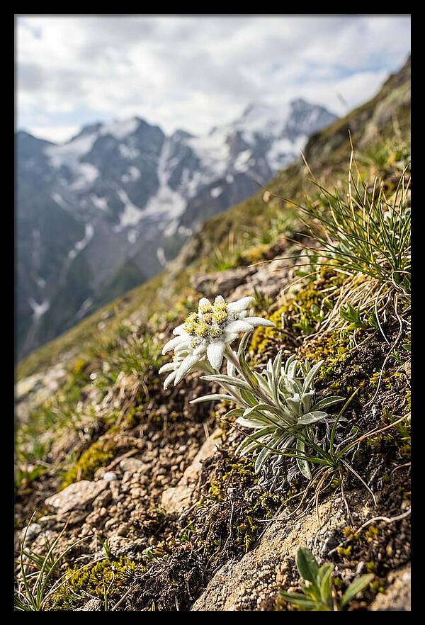 Edelweiss Blooming In The Alps