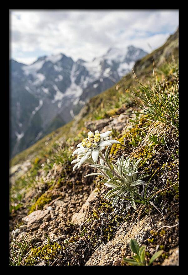 Edelweiss Blooming In The Alps