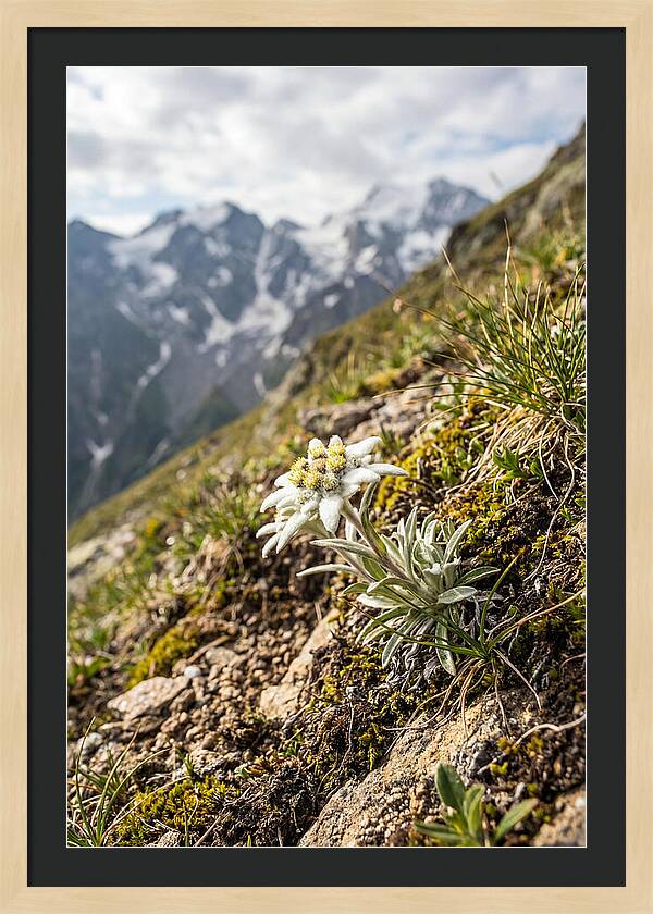 Edelweiss Blooming In The Alps