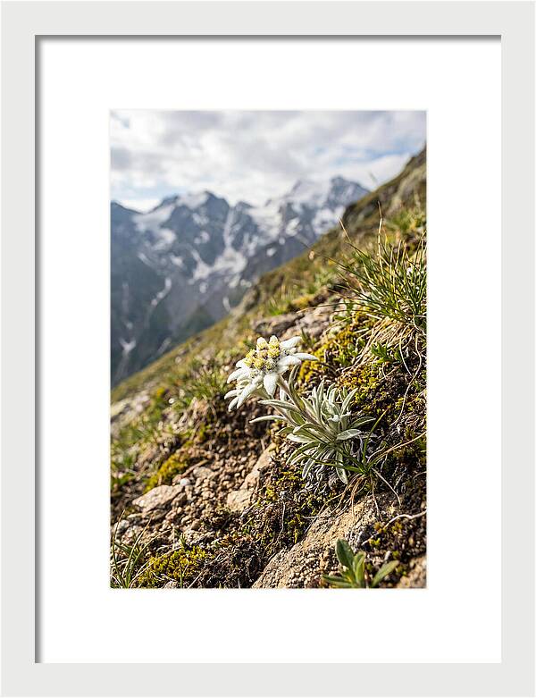 Edelweiss Blooming In The Alps