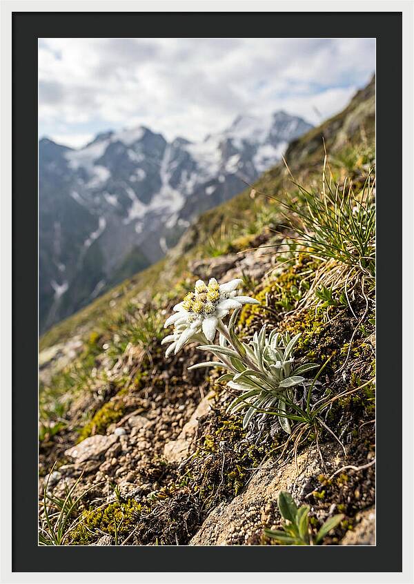 Edelweiss Blooming In The Alps