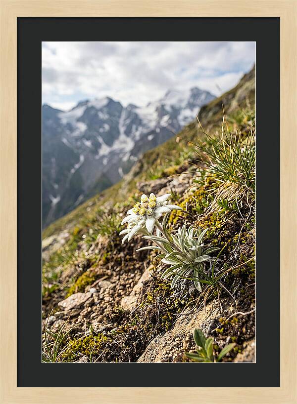 Edelweiss Blooming In The Alps