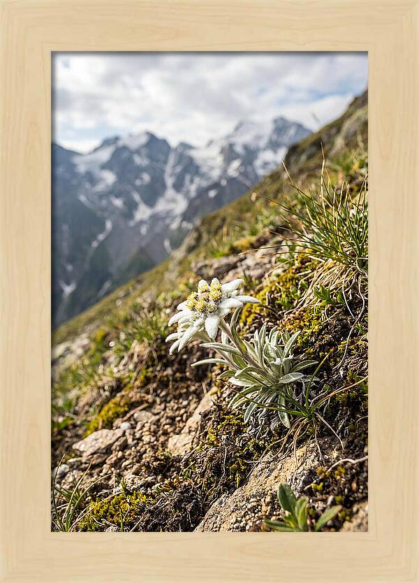 Edelweiss Blooming In The Alps