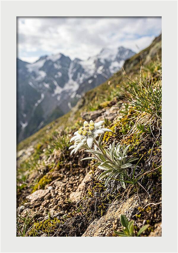 Edelweiss Blooming In The Alps