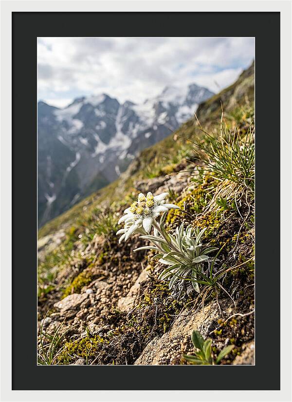 Edelweiss Blooming In The Alps
