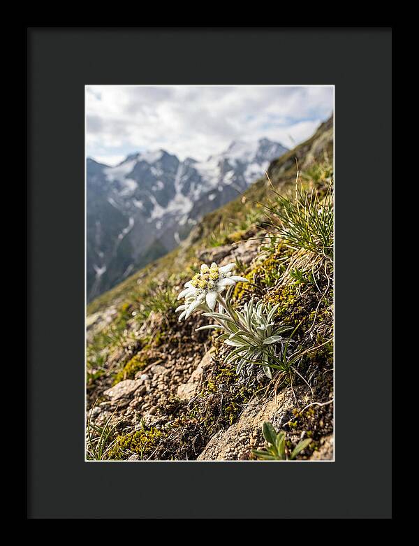 Edelweiss Blooming In The Alps