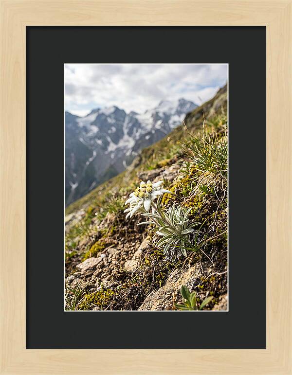 Edelweiss Blooming In The Alps
