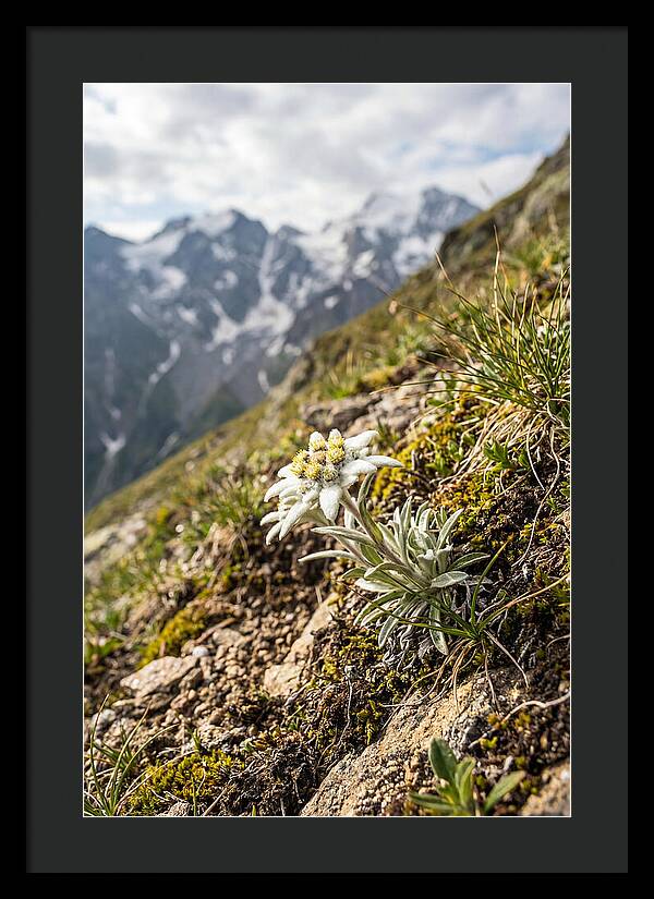 Edelweiss Blooming In The Alps