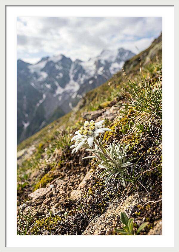Edelweiss Blooming In The Alps
