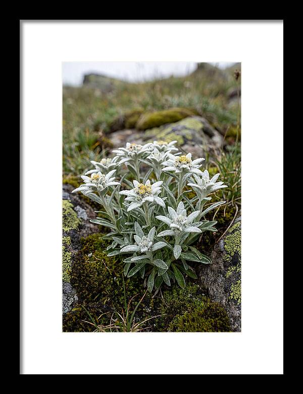 Edelweiss Blossoms In Nature