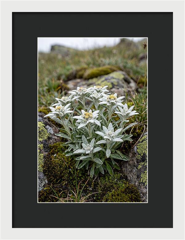 Edelweiss Blossoms In Nature