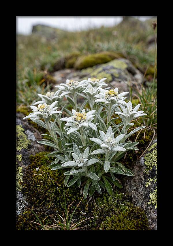 Edelweiss Blossoms In Nature