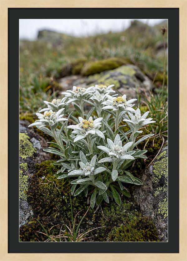 Edelweiss Blossoms In Nature