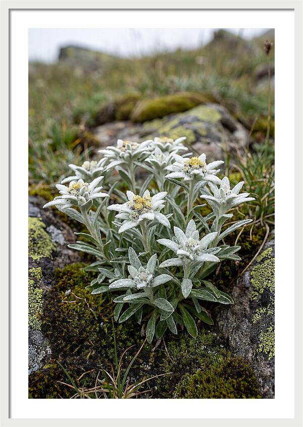 Edelweiss Blossoms In Nature