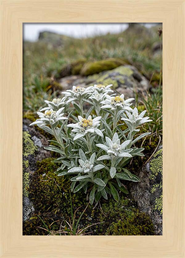 Edelweiss Blossoms In Nature