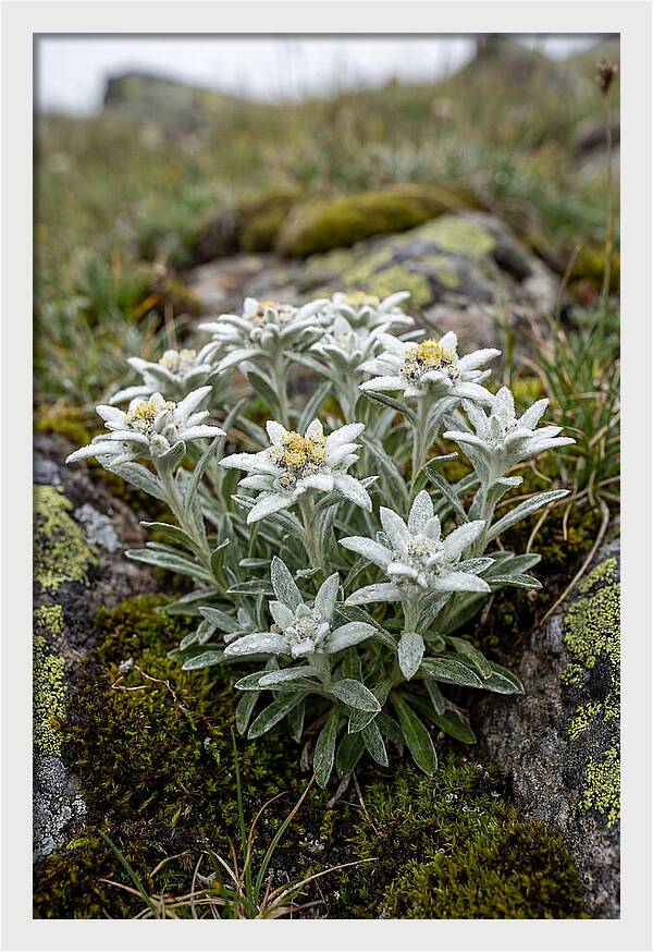 Edelweiss Blossoms In Nature