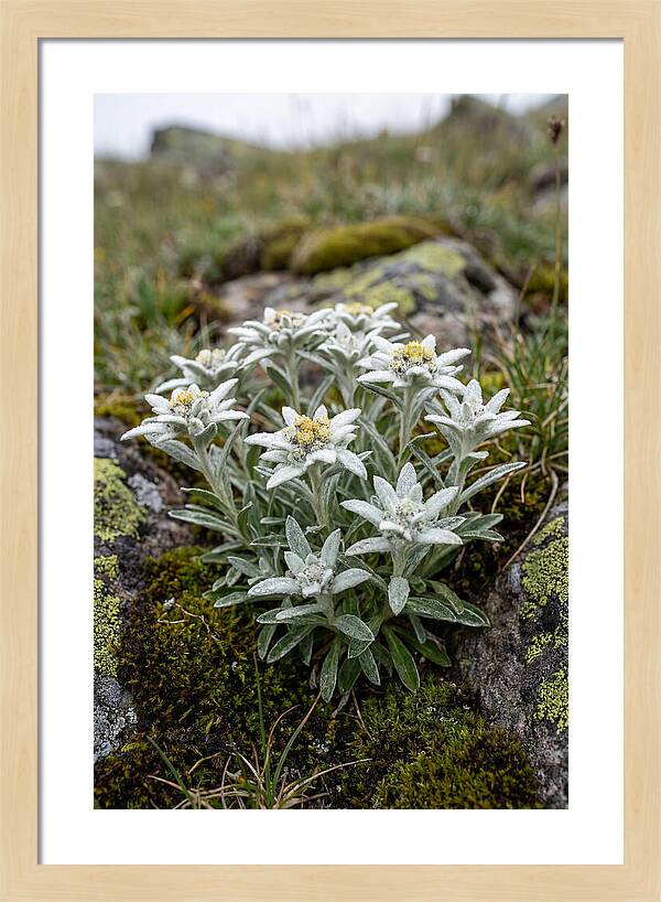 Edelweiss Blossoms In Nature
