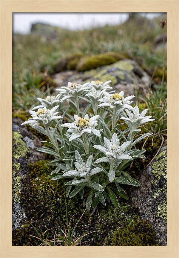 Edelweiss Blossoms In Nature