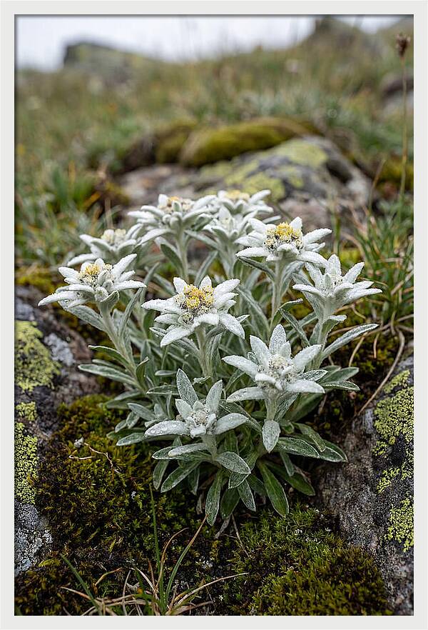 Edelweiss Blossoms In Nature