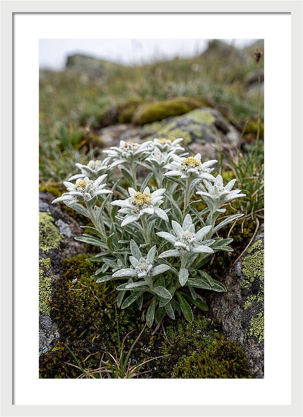 Edelweiss Blossoms In Nature