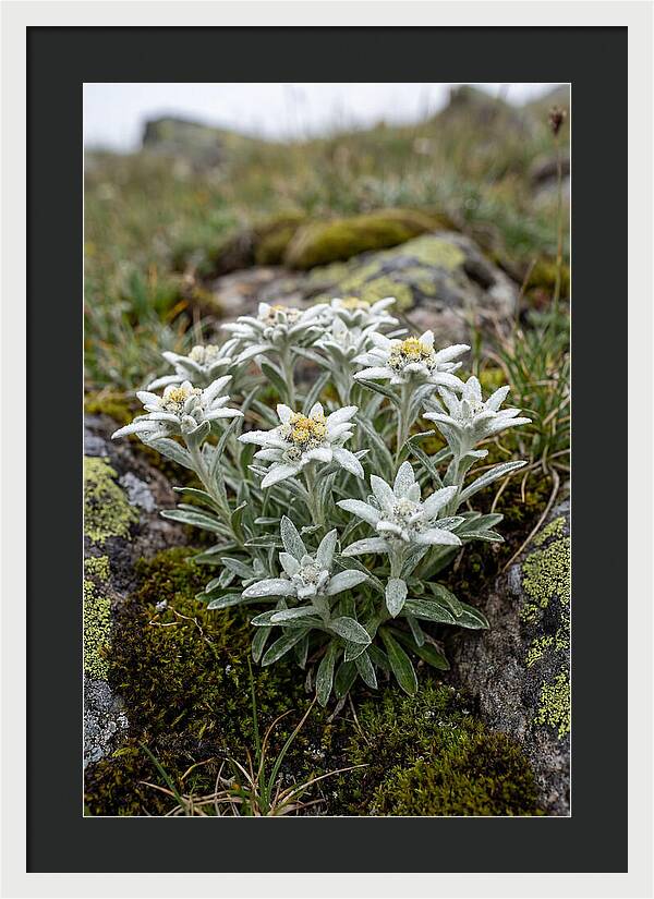 Edelweiss Blossoms In Nature