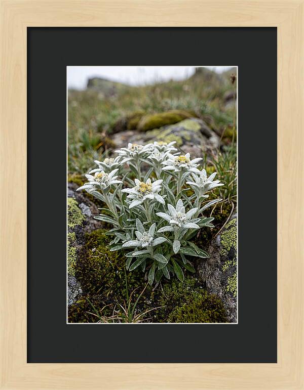 Edelweiss Blossoms In Nature